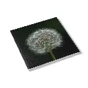 be032676-5473-4ece-b073-3ebea0a91843.webp
