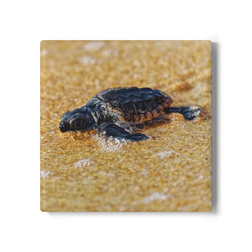 Coaster Turtle (Square)