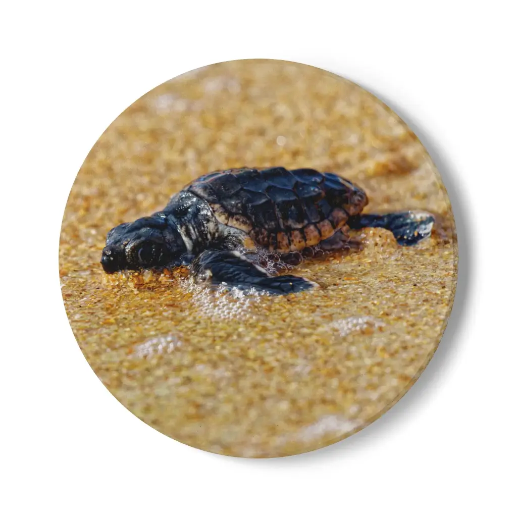 Coaster Turtle (Round)