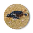 Coaster Turtle (Round)