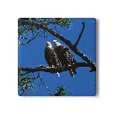 Coaster Eagle (Square)