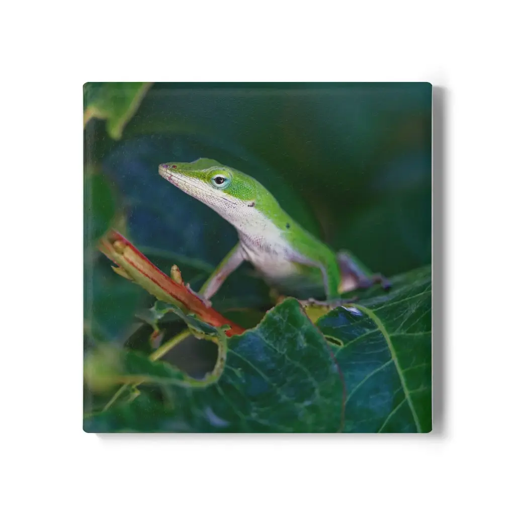 Coaster Lizard (Square)