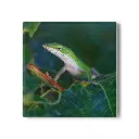 Coaster Lizard (Square)