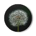 Coaster Dandelion (Round)