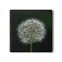Coaster Dandelion (Square)