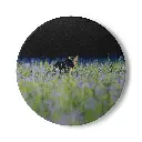 Coaster Coyote (Round)