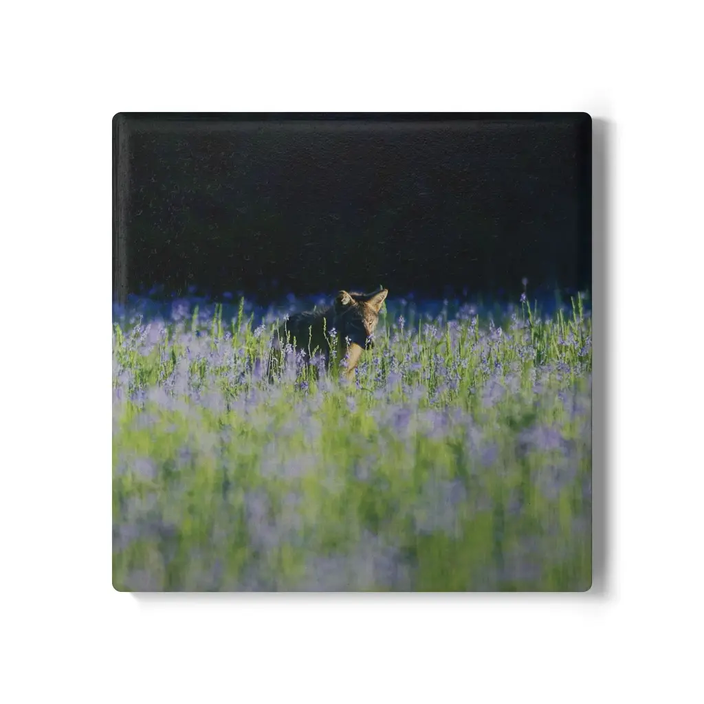 Coaster Coyote (Square)