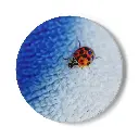 Coaster Beetle (Round)