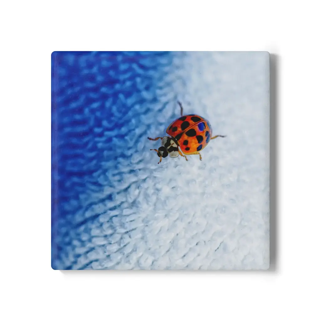 Coaster Beetle (Square)