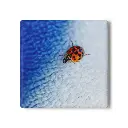 Coaster Beetle (Square)