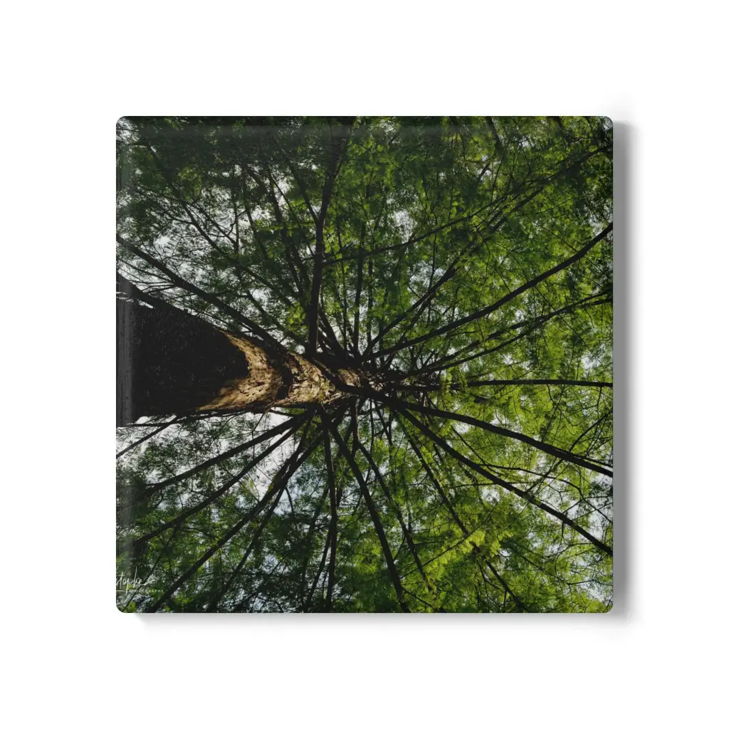 Coaster Tree From Under (Square)