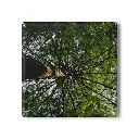 Coaster Tree From Under (Square)