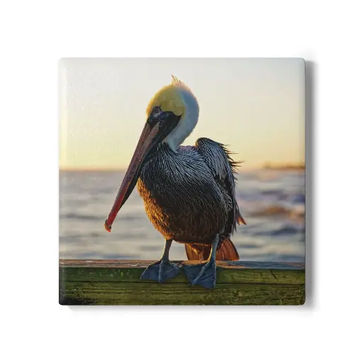 Coaster Pelican (Square)