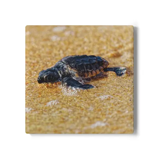 Coaster Turtle (Square)
