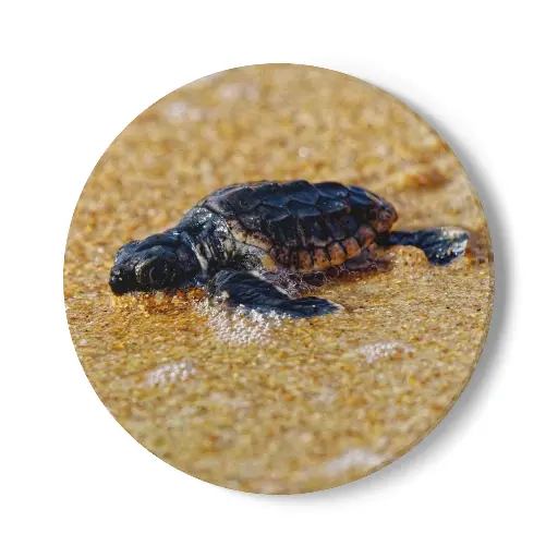 Coaster Turtle (Round)