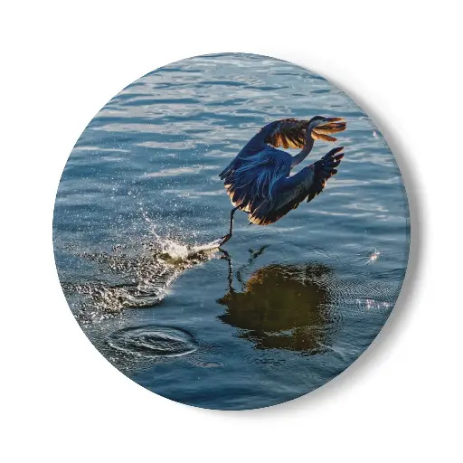 Coaster Egret (Round)