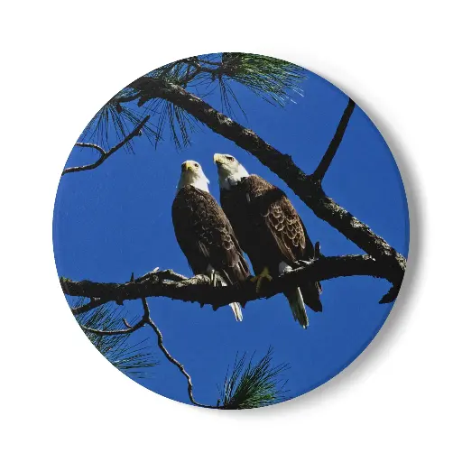 Coaster Eagle (Round)