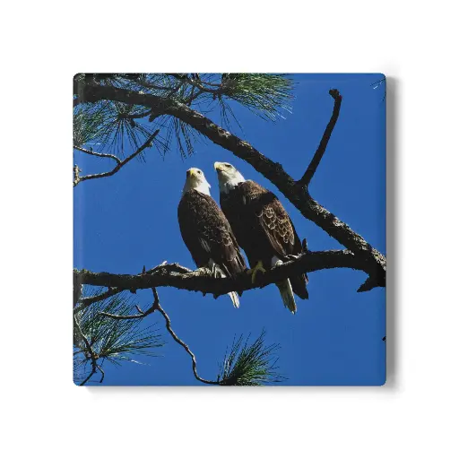 Coaster Eagle (Square)