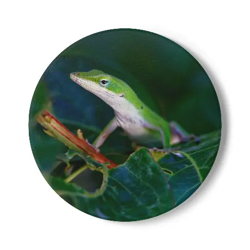 Lizard (Round)