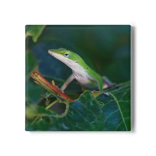Coaster Lizard (Square)