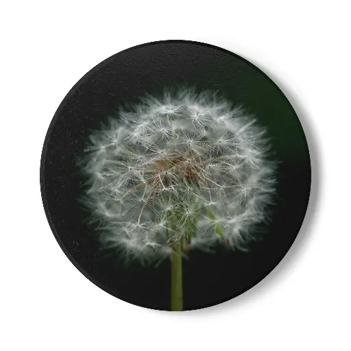 Coaster Dandelion (Round)