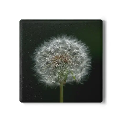 Coaster Dandelion (Square)