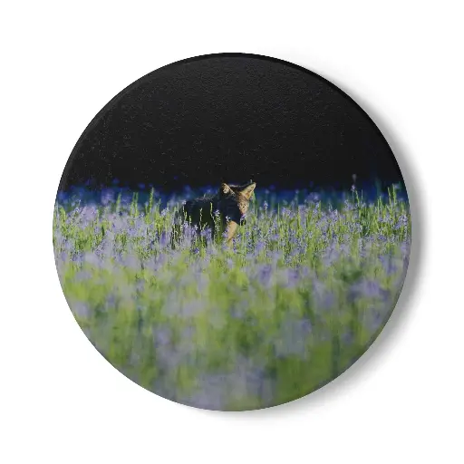 Coaster Coyote (Round)