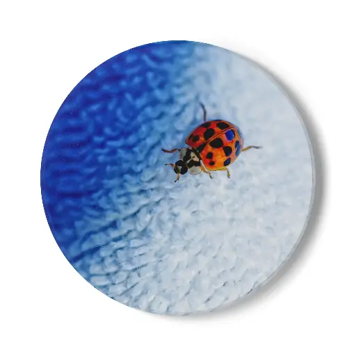 Coaster Beetle (Round)