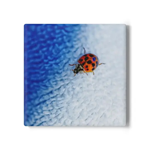 Coaster Beetle (Square)