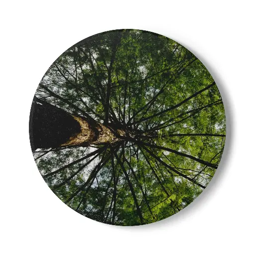 Coaster Tree From Under (Round)